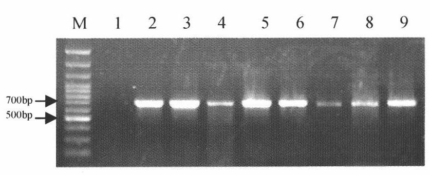 Identification method for determining anastomosis groups of rhizoctonia solani