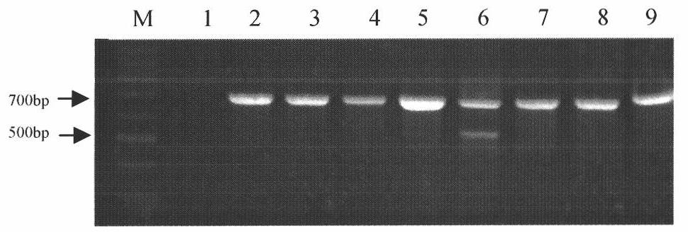 Identification method for determining anastomosis groups of rhizoctonia solani