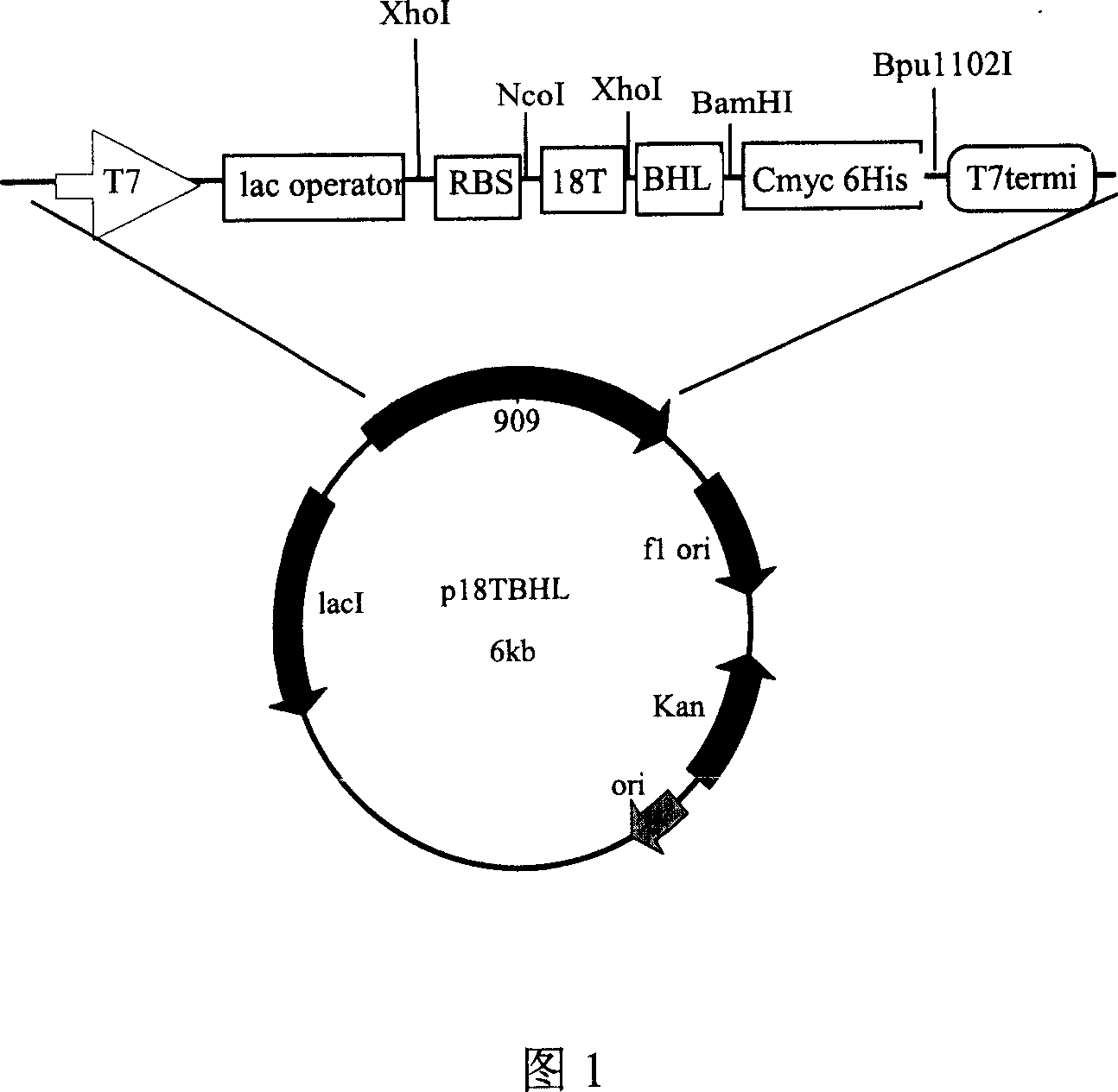 Fusion protein of chemoattracting small peptide and dual specific antibodies