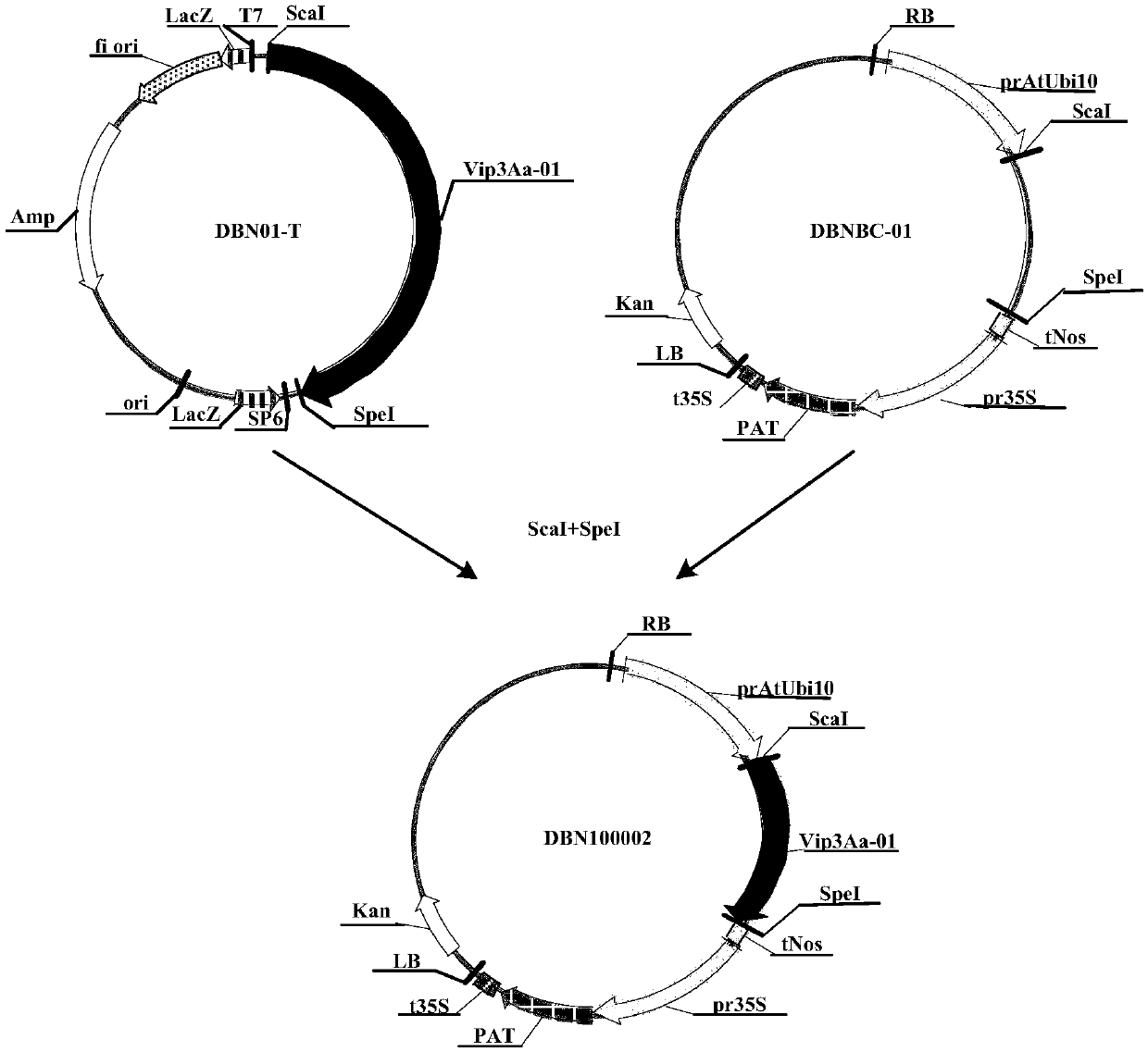 Use of insecticidal protein