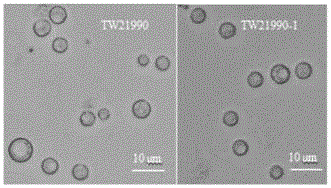 Trichoderma protoplast fusion strain and application thereof