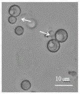 Trichoderma protoplast fusion strain and application thereof