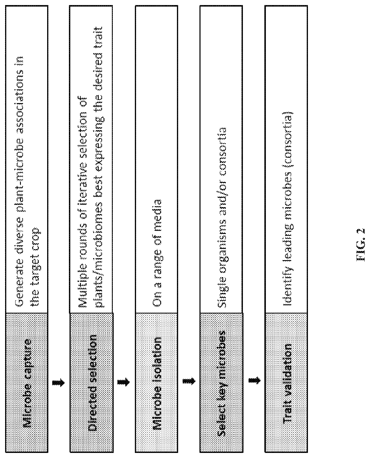 Agriculturally beneficial microbes, microbial compositions, and consortia