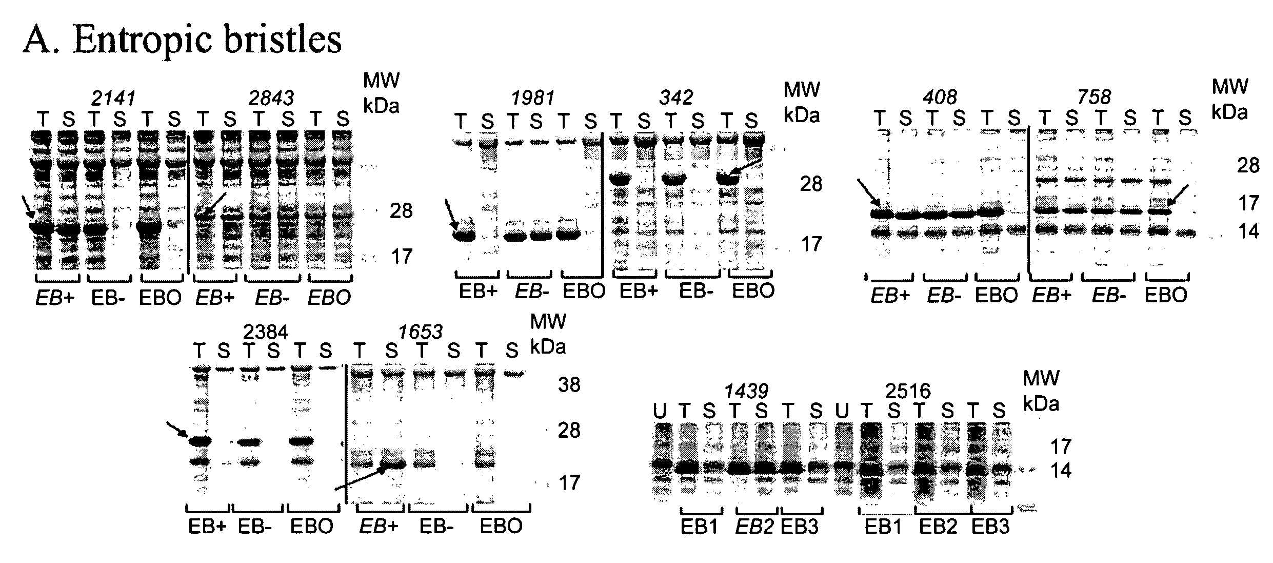 Artificial entropic bristle domain sequences and their use in recombinant protein production