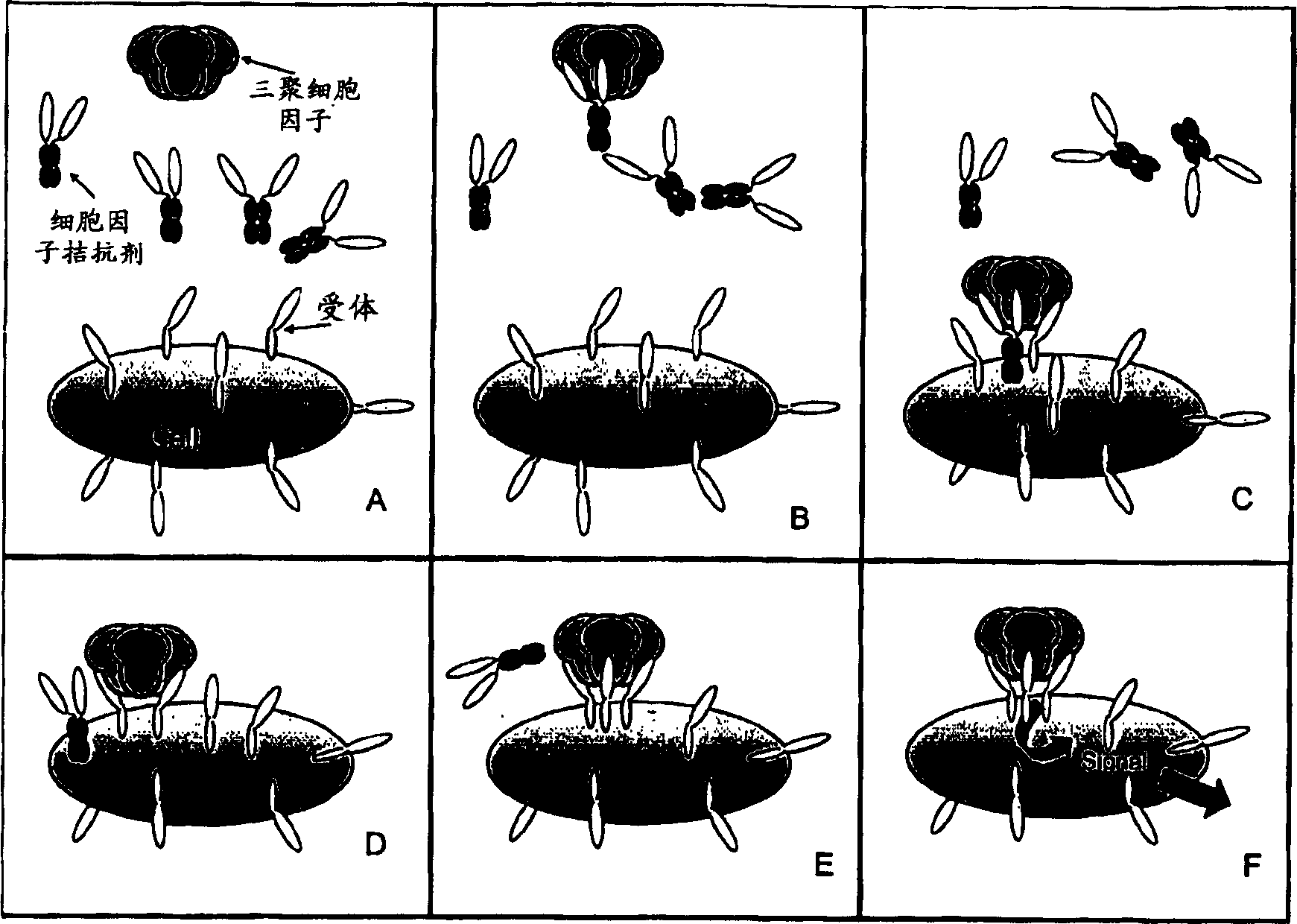 Trimeric binding proteins for trimeric cytokines