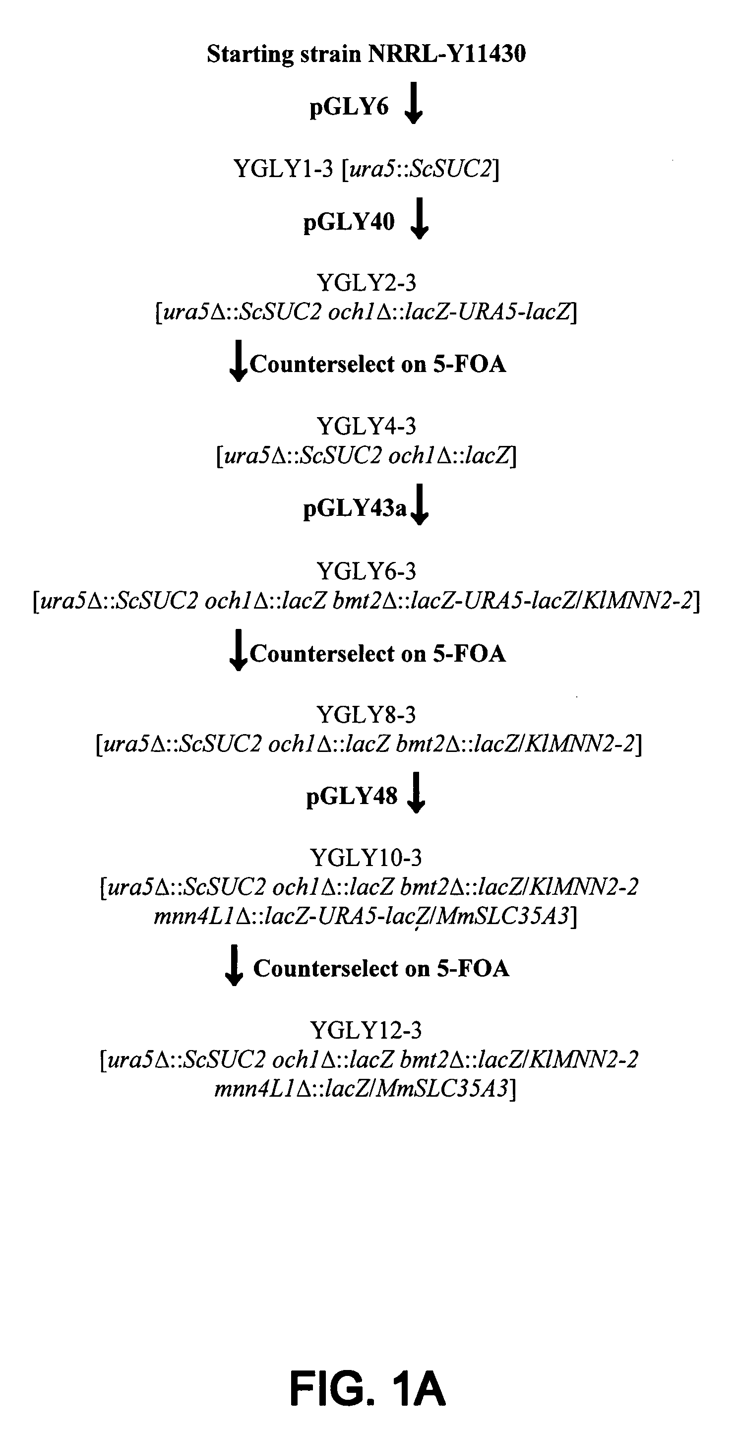 Erythropoietin compositions