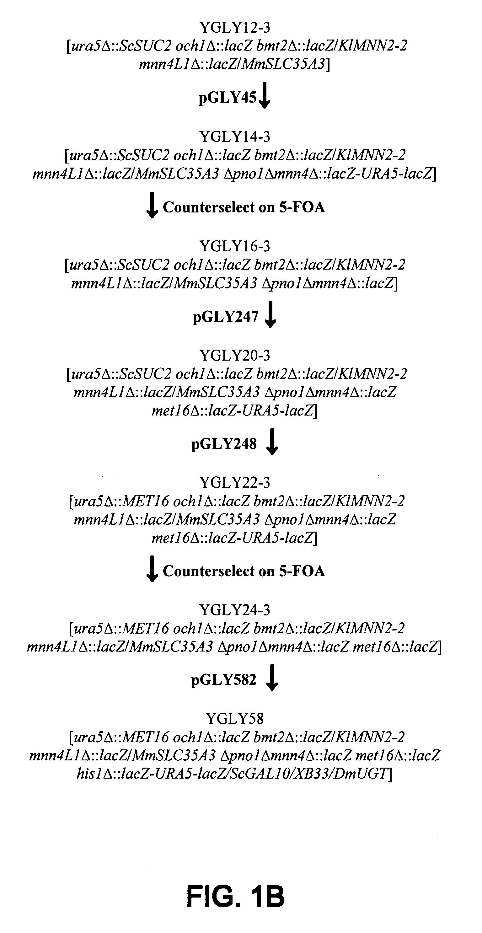 Erythropoietin compositions