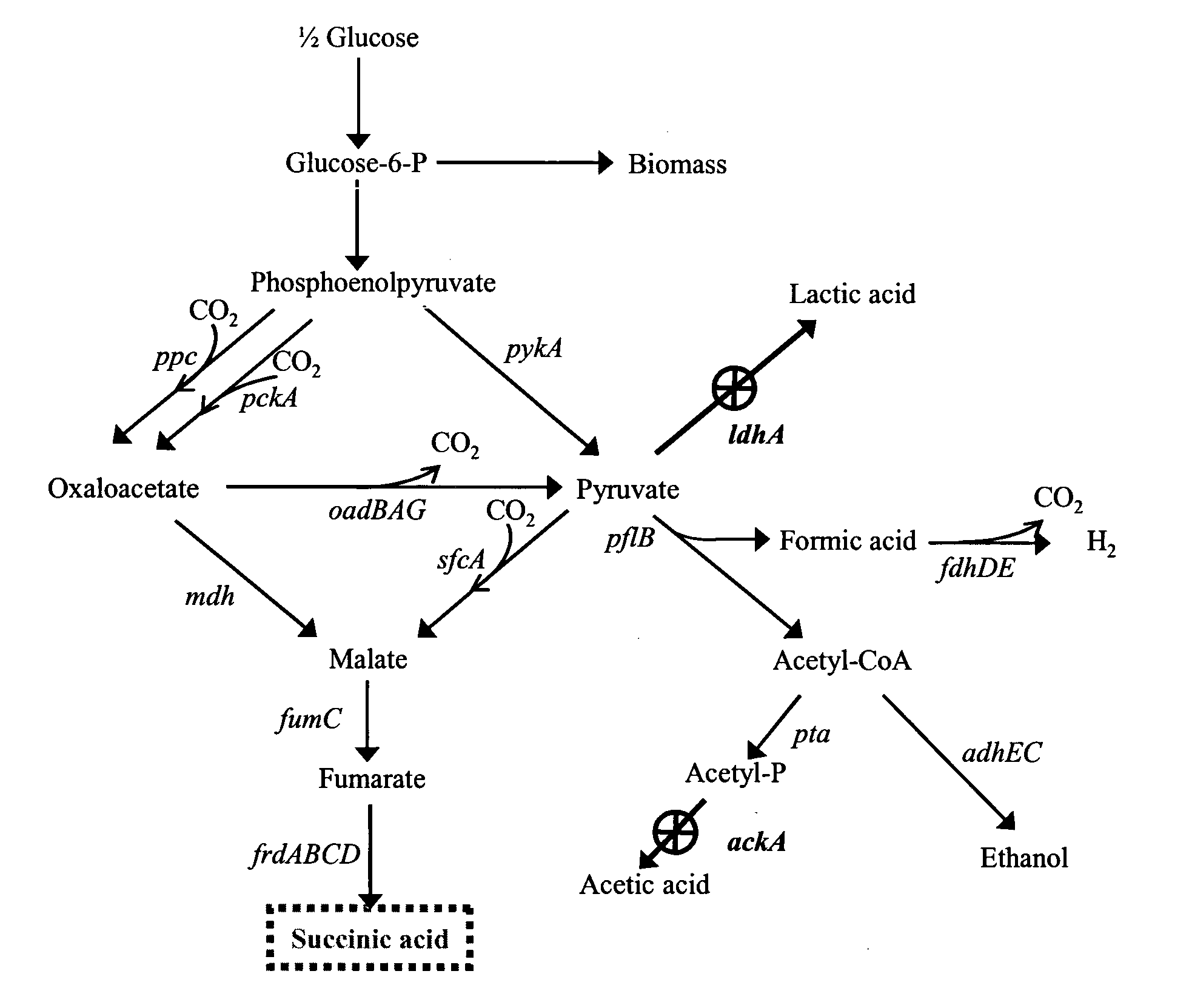 Homo-succinic acid producing microorganism variant and process for preparing succinic acid using the same