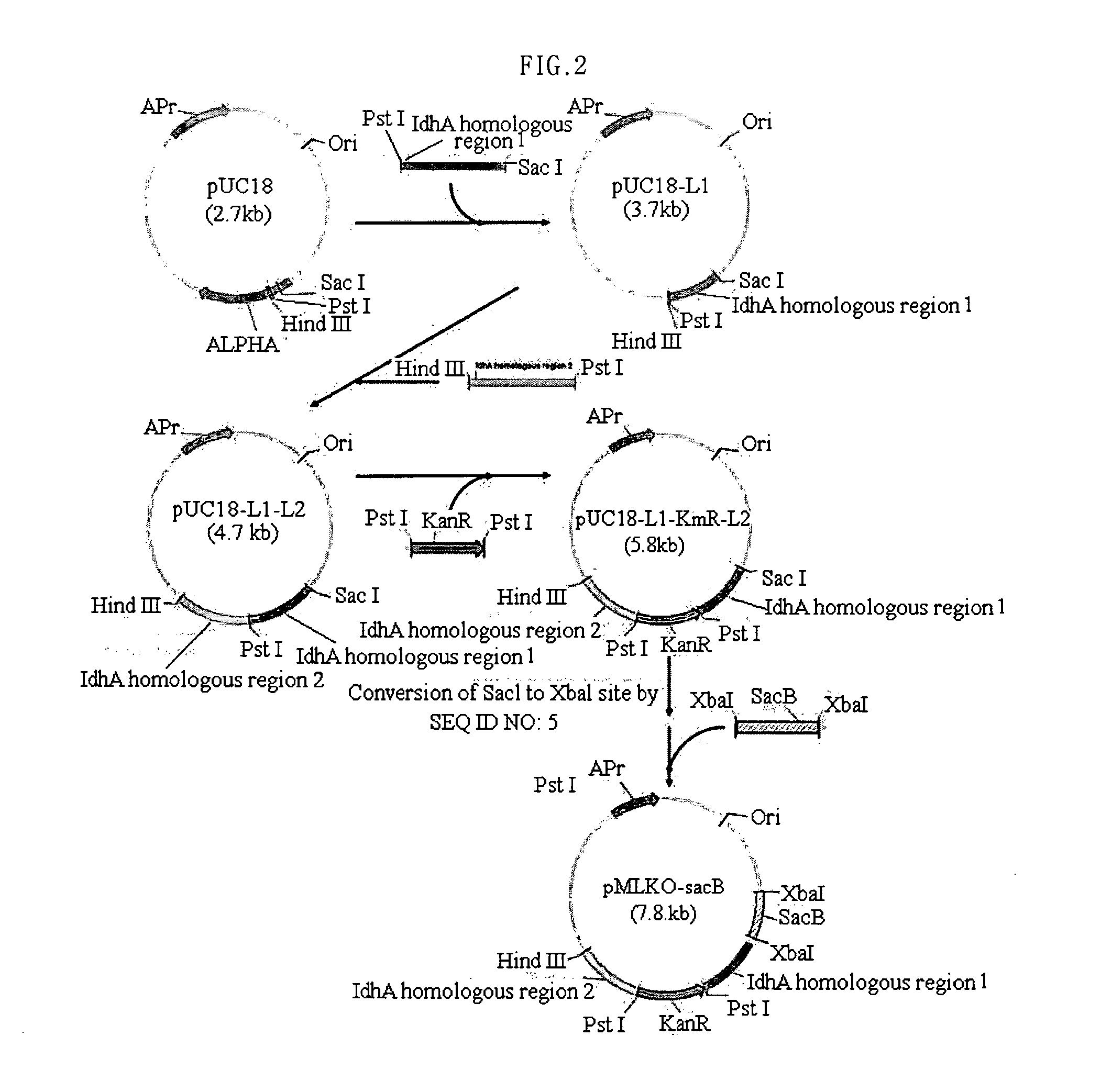 Homo-succinic acid producing microorganism variant and process for preparing succinic acid using the same