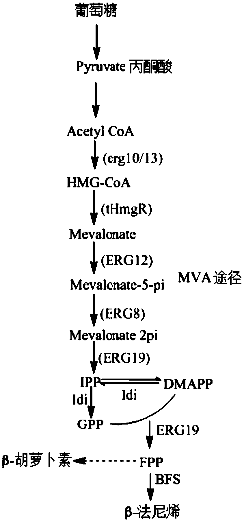 Yarrowia lipolytica for producing farnesene