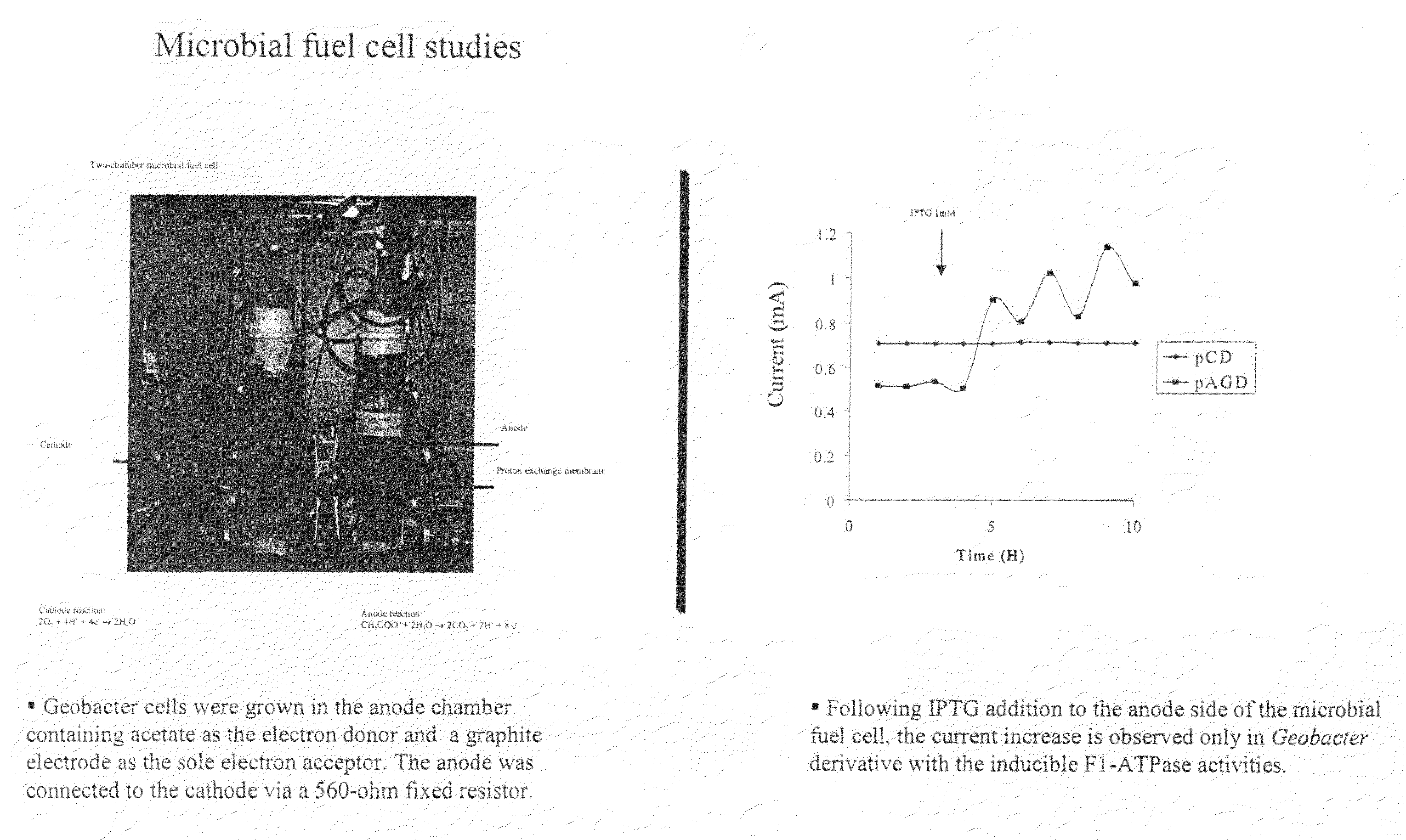 Compositions and Methods for Bioelectricity Production