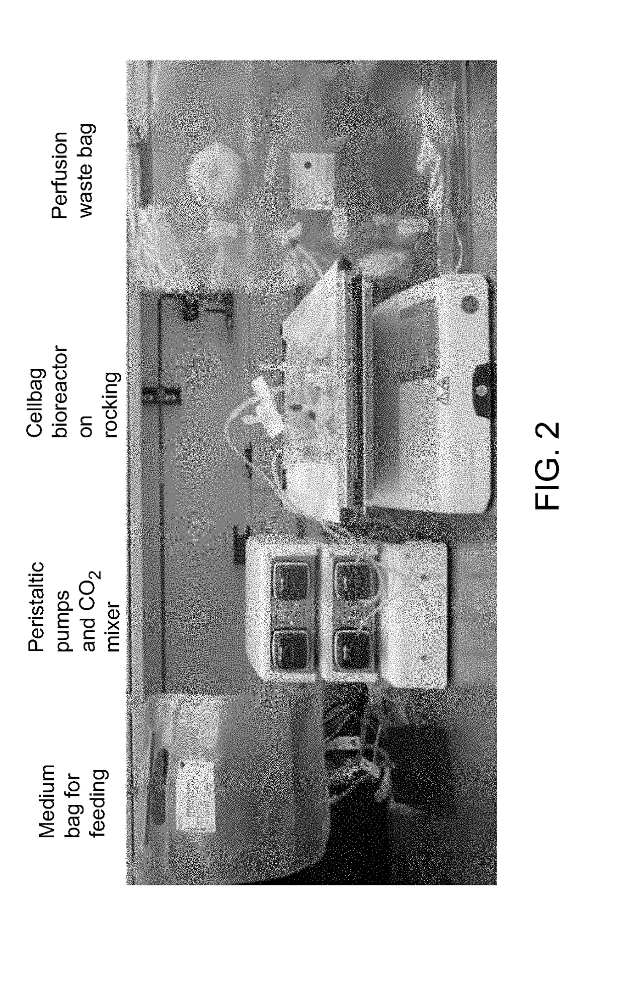 Pluripotent stem cell expansion and passage using a rocking platform bioreactor