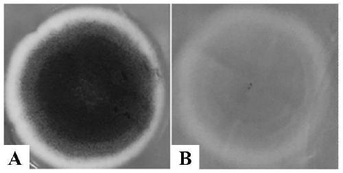 Aspergillus versicolor ZJB16085 and application of aspergillus versicolor to synthesis of R-2-(4-hydroxyphenoxy) propionic acid