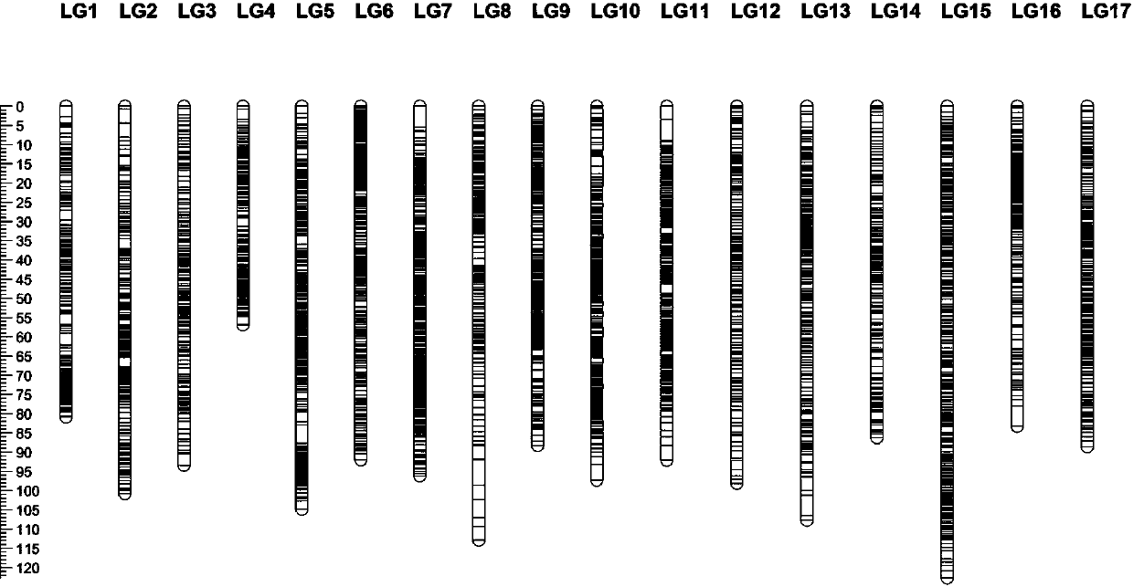 SNP molecular marker for cold-resistance identification of apple rootstocks, primers and application of SNP molecular marker