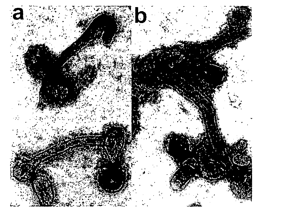 Generation of virus-like particles and use as panfilovirus vaccine