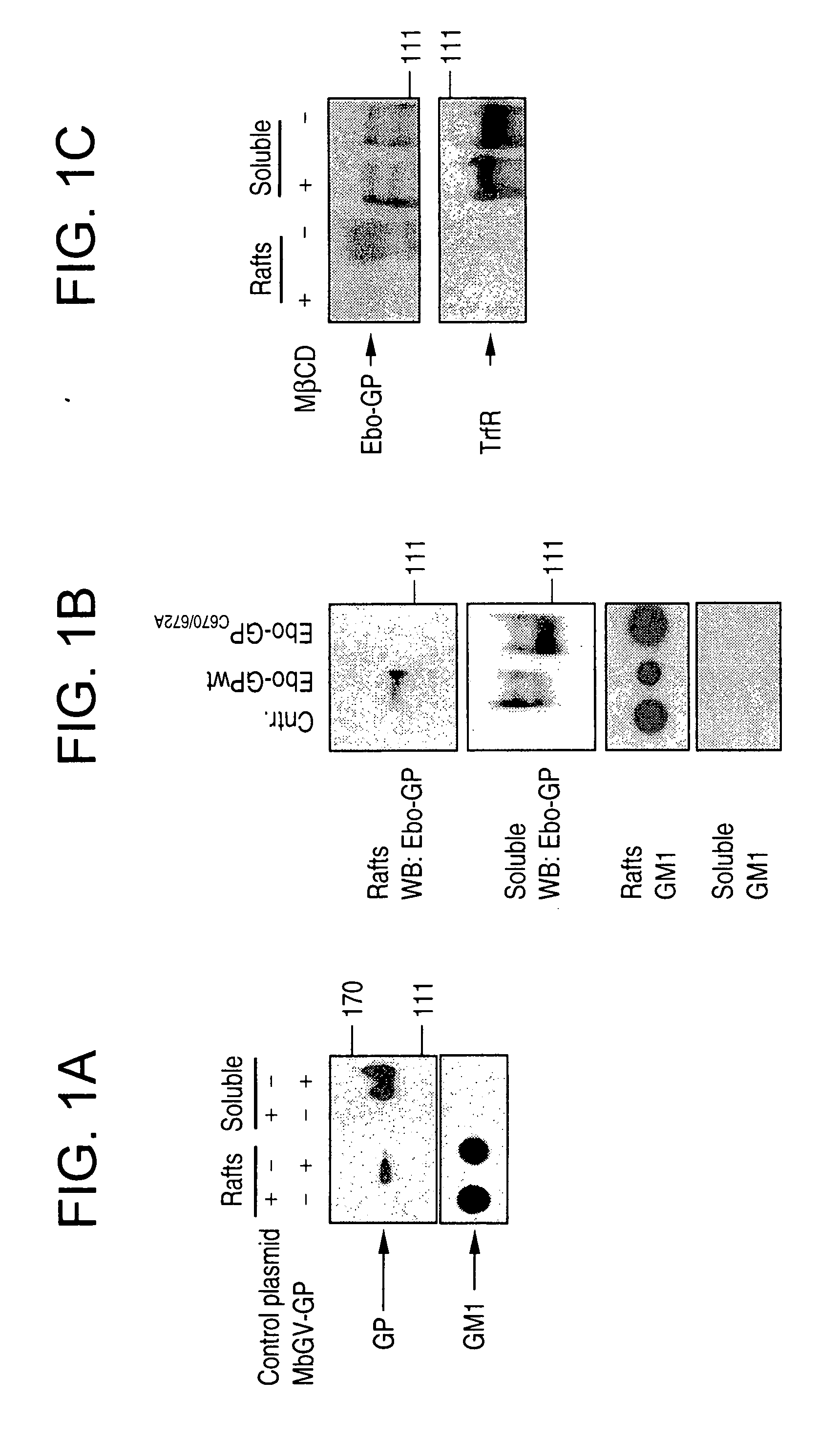 Generation of virus-like particles and use as panfilovirus vaccine