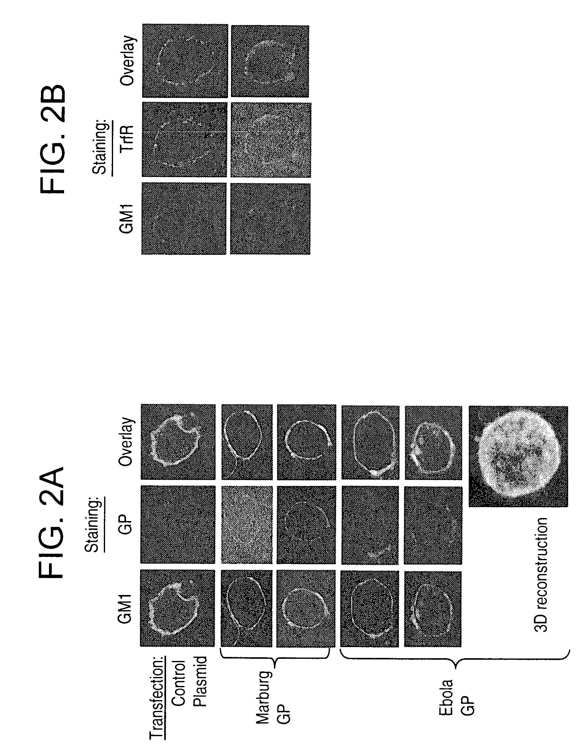 Generation of virus-like particles and use as panfilovirus vaccine