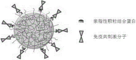 Microballoon with immobilized presented immune co-stimulation molecules and preparation method of microballoon