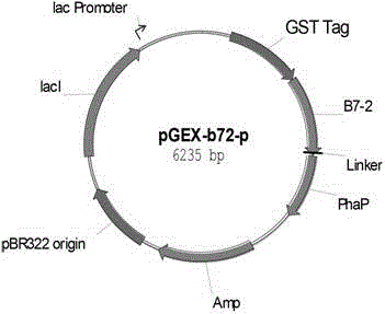 Microballoon with immobilized presented immune co-stimulation molecules and preparation method of microballoon