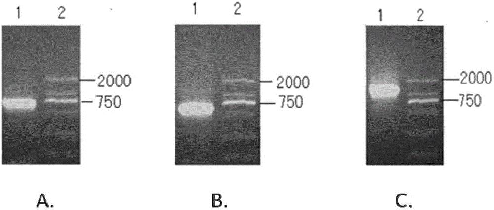 Microballoon with immobilized presented immune co-stimulation molecules and preparation method of microballoon