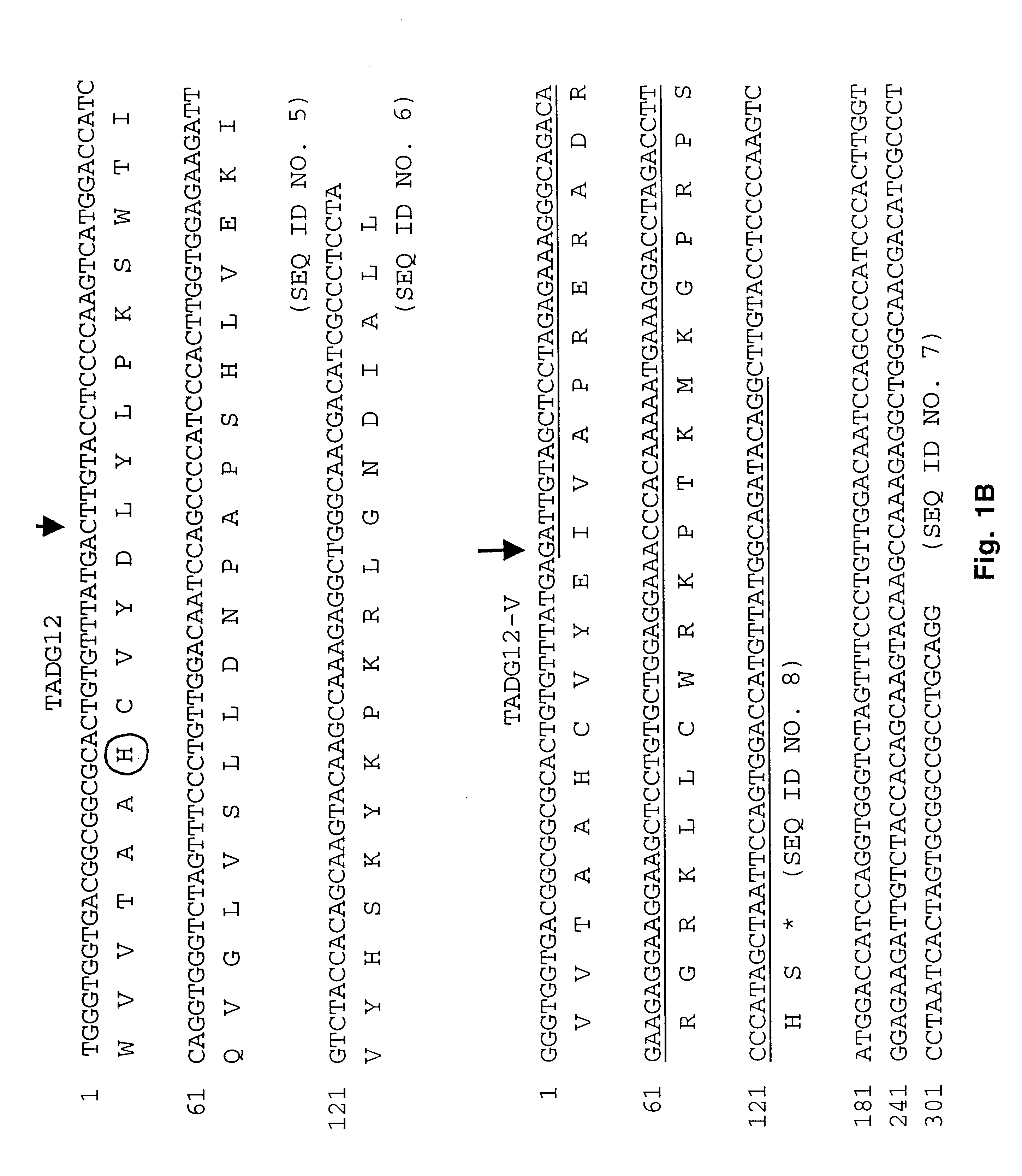 Transmembrane serine protease overexpressed in ovarian carcinoma and uses thereof