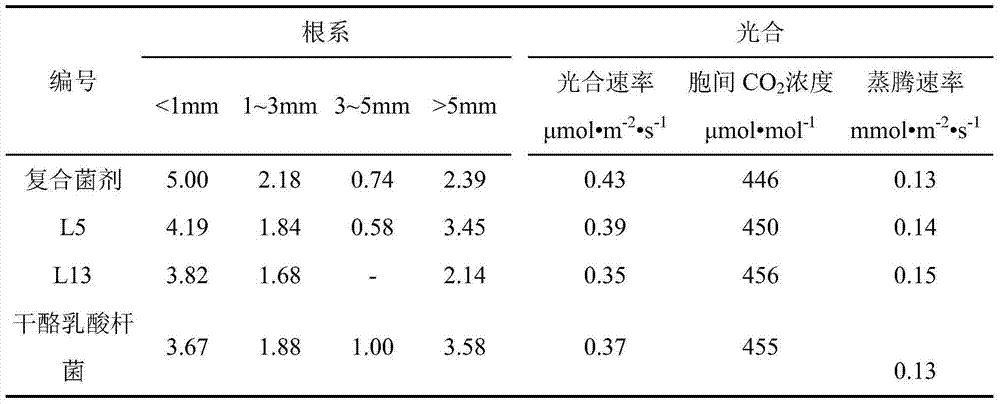 Blueberry rhizosphere growth-promoting bacillus cereus as well as composite microbial agent and application thereof