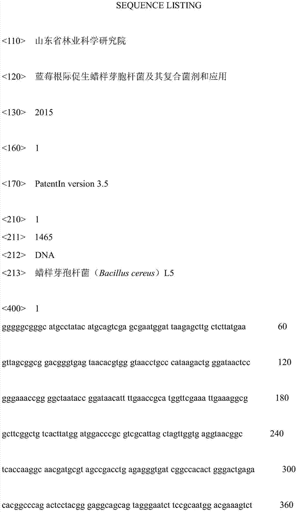 Blueberry rhizosphere growth-promoting bacillus cereus as well as composite microbial agent and application thereof