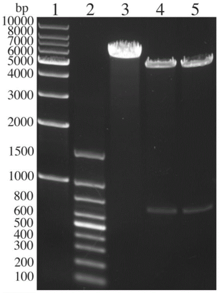 Codon optimized severe fever associated thrombocytopenia syndrome virus nucleoprotein gene and nucleic acid vaccine thereof