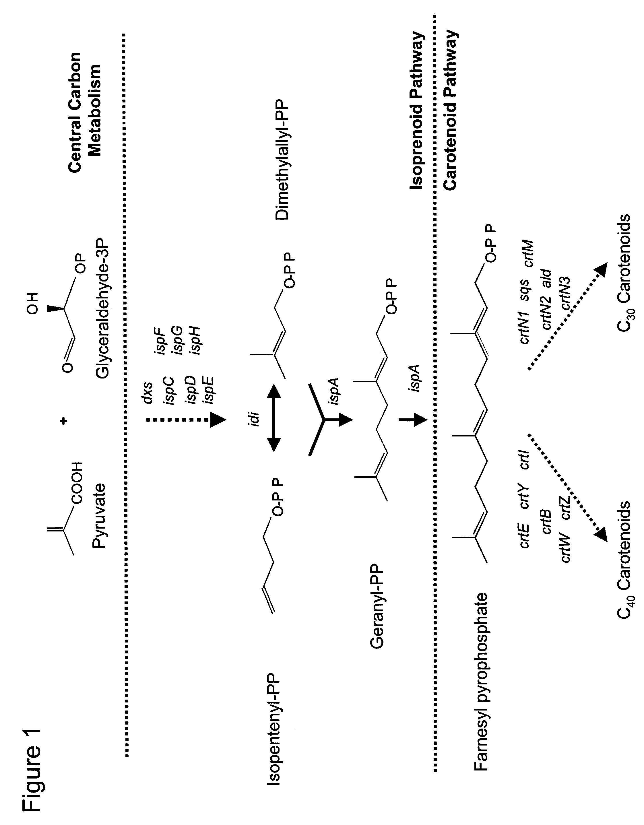 Method to increase carotenoid production in a microbial host cell by down-regulating glycogen synthase