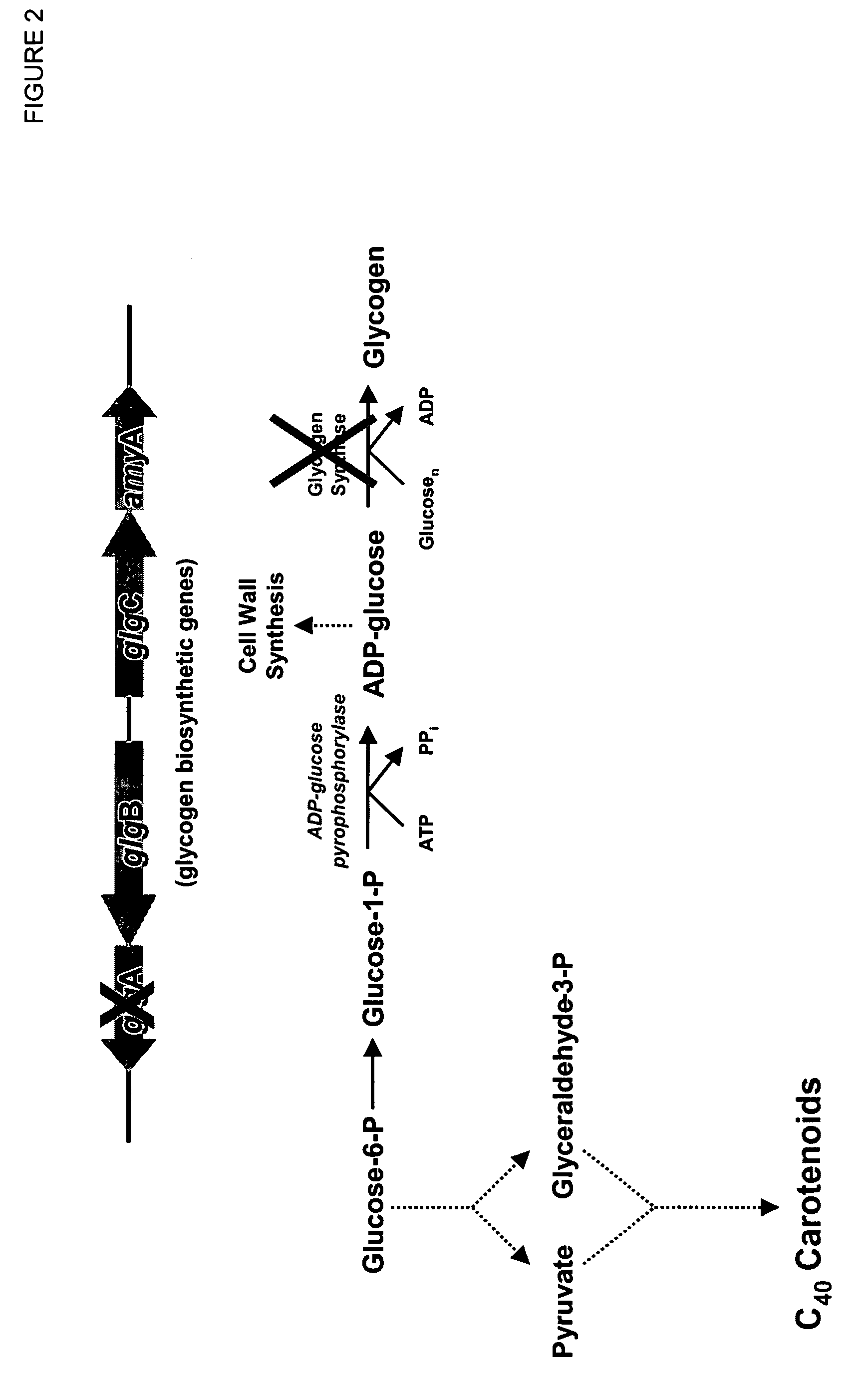 Method to increase carotenoid production in a microbial host cell by down-regulating glycogen synthase