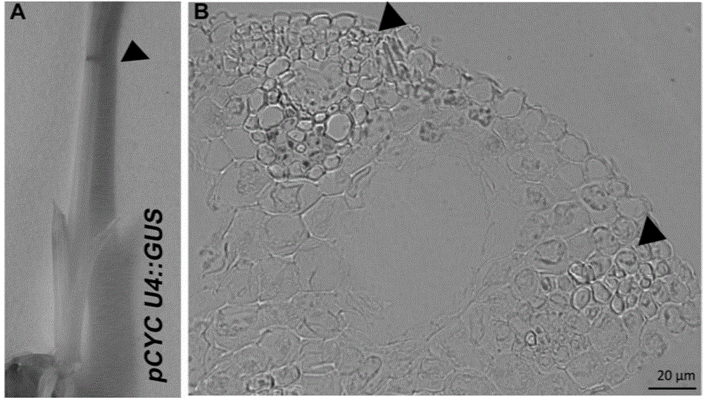 Gene for controlling rice stem-leaf angle and application of gene