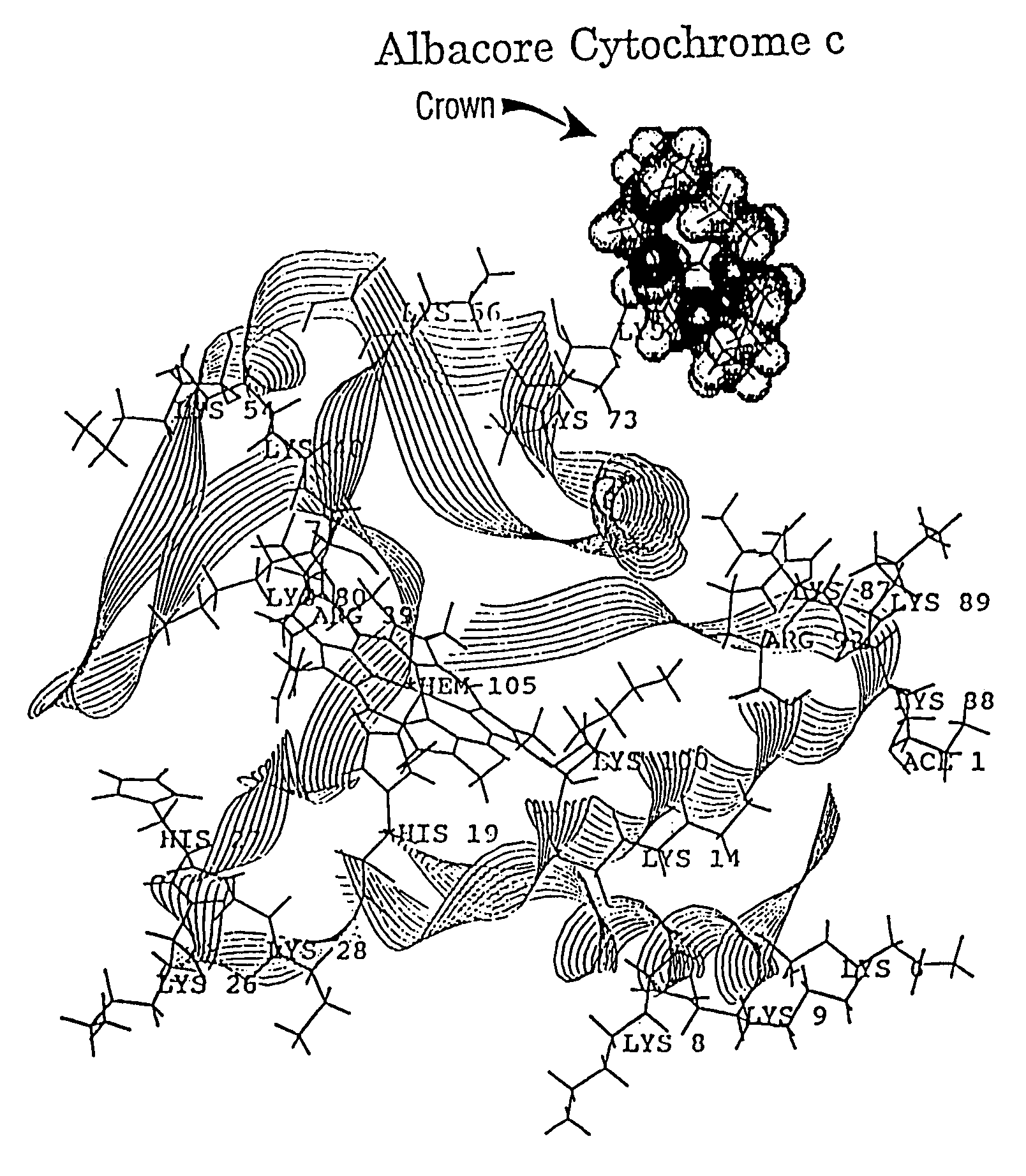 Method for the characterization of the three-dimensional structure of proteins employing mass spectrometric analysis and computational feedback modeling