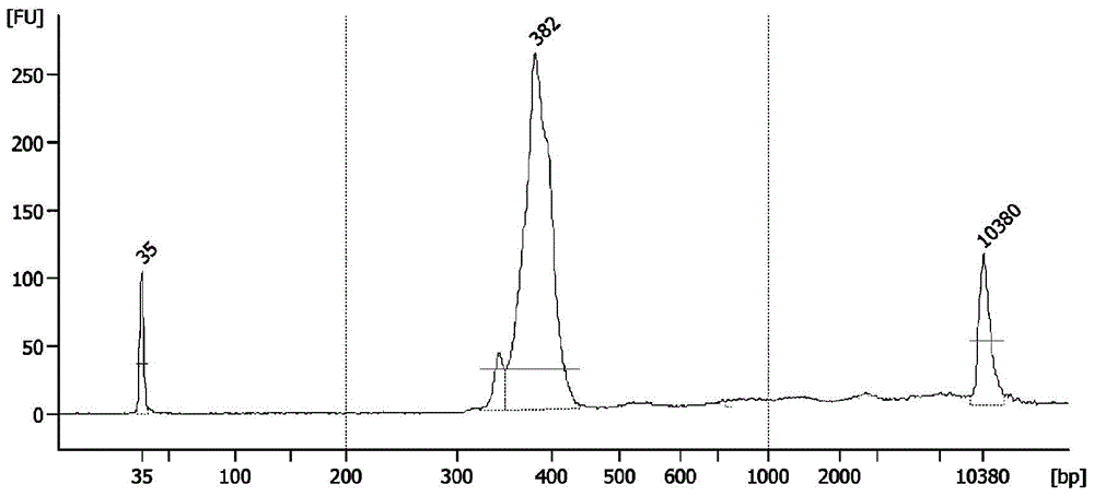 Construction method and sequencing method of genetic typing sequencing library