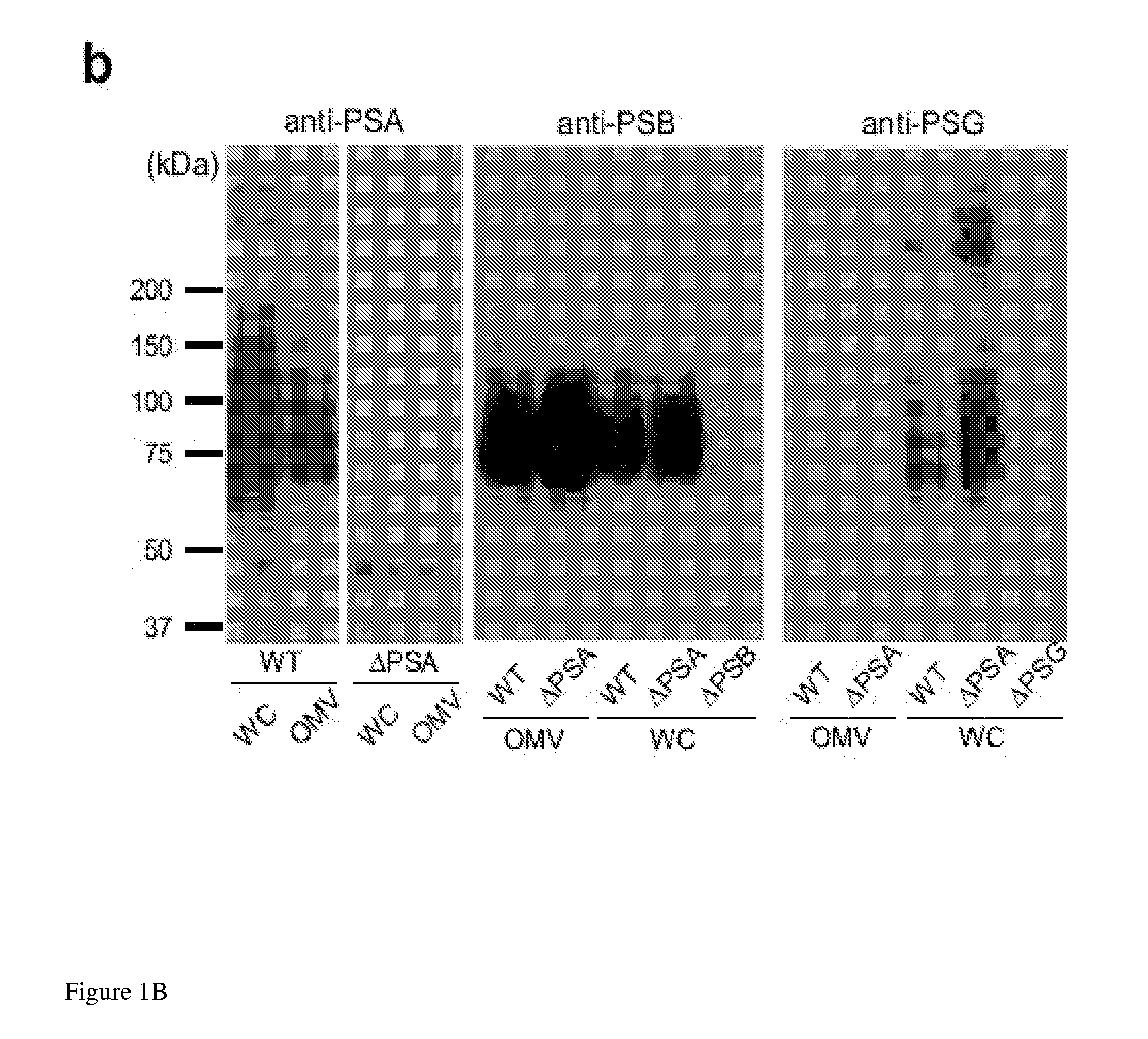 Vehicle for delivering a compound to a mucous membrane and related compositions, methods and systems