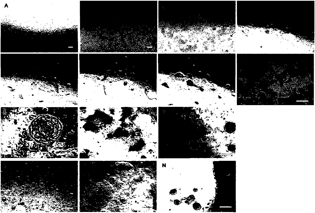 Preparation method of completely small molecule compound induced goat multipotential stem cells