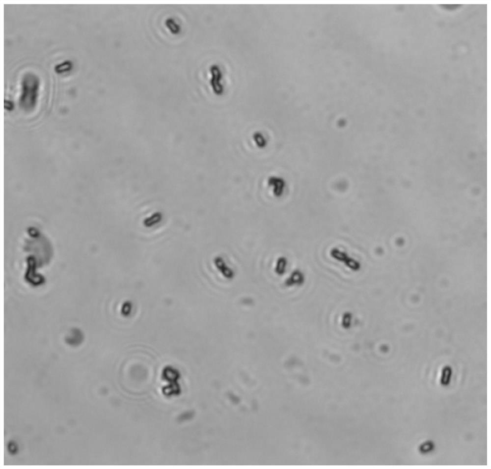 Weissella paramestanoides and application thereof