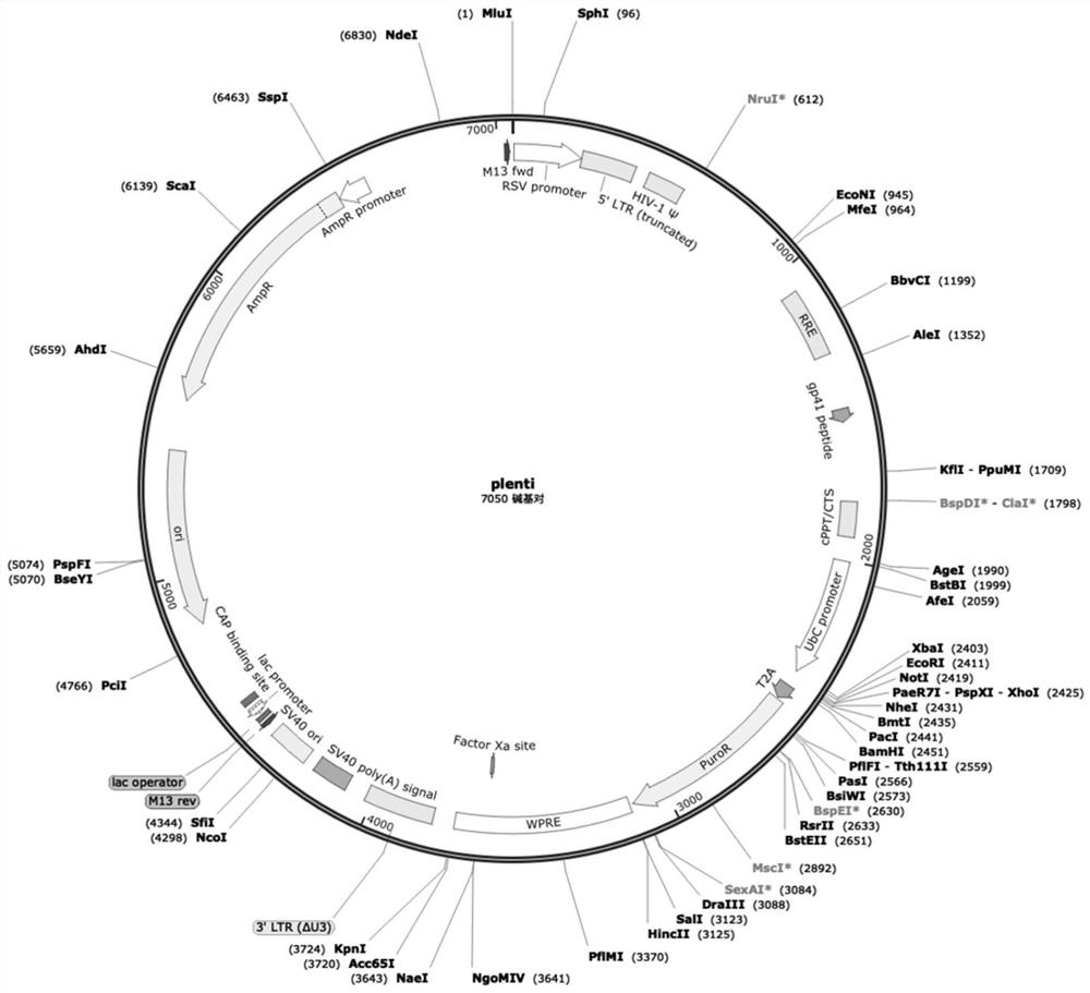 CAR-NK transgenosis carrier based on replication defective recombinant lentivirus, and construction method and application of CAR-NK transgenosis carrier