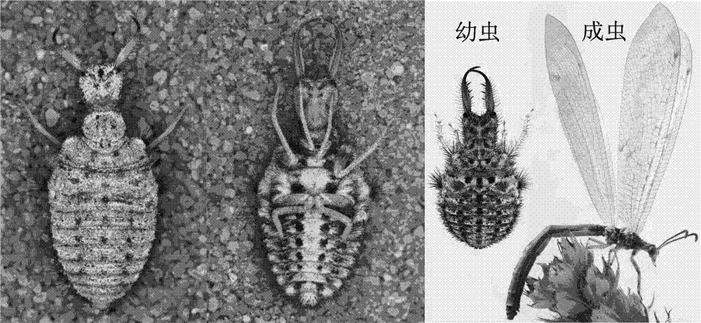 Thin-layer chromatography identification method for ant lions