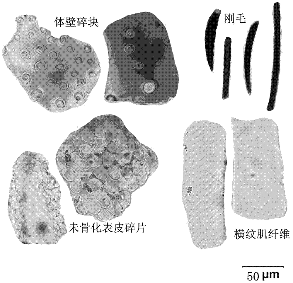 Thin-layer chromatography identification method for ant lions