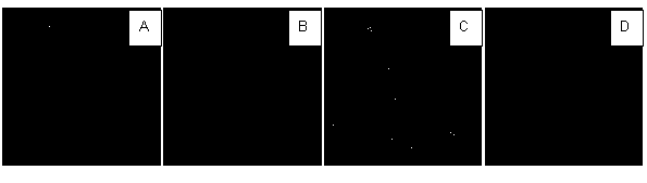 Ratio fluorescent probe for detecting hydroxyl radical and synthesis method and application of ratio fluorescent probe