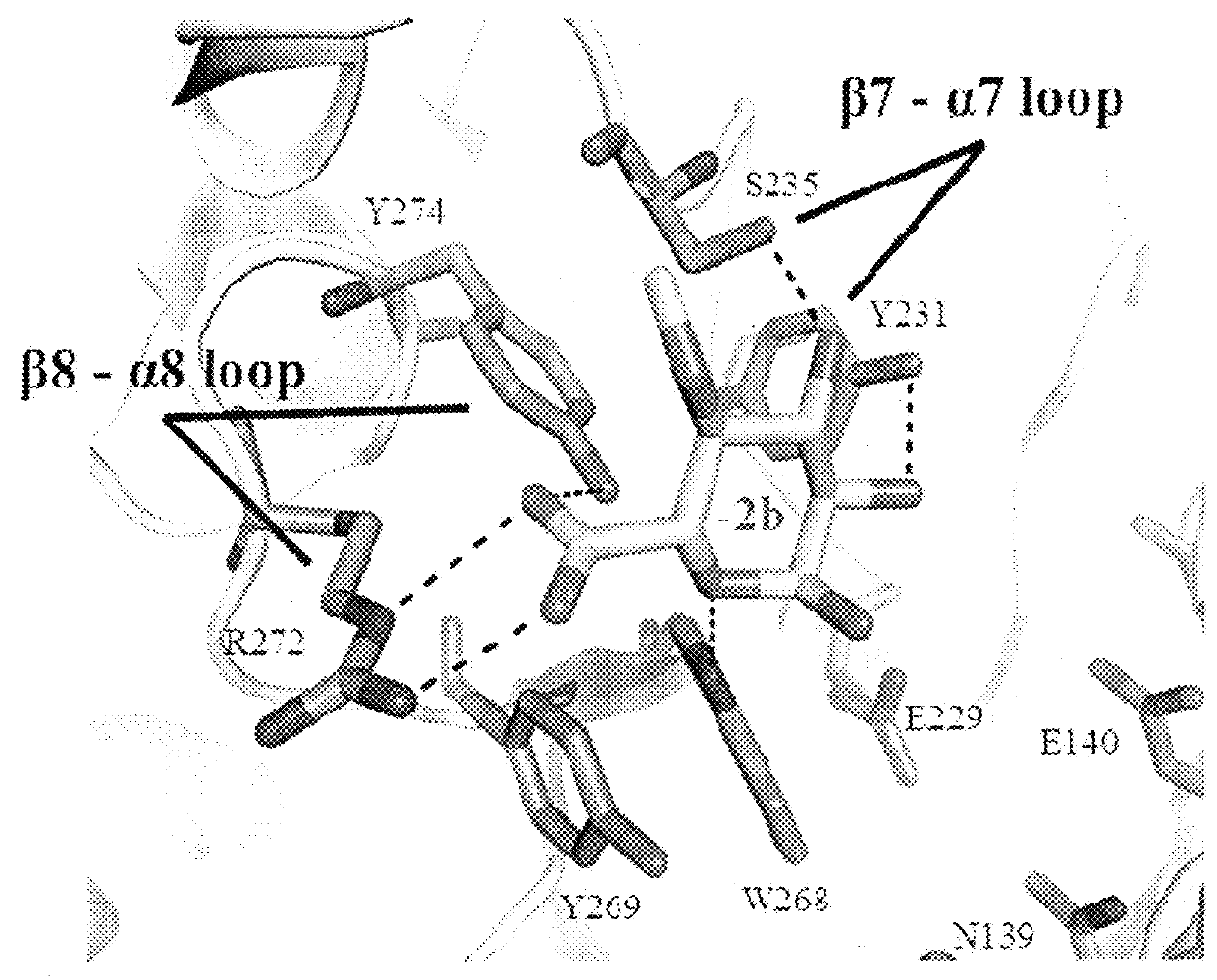 Glycosyl hydrolase xylanases, compositions and methods of use for efficient hydrolysis and processing of xylan