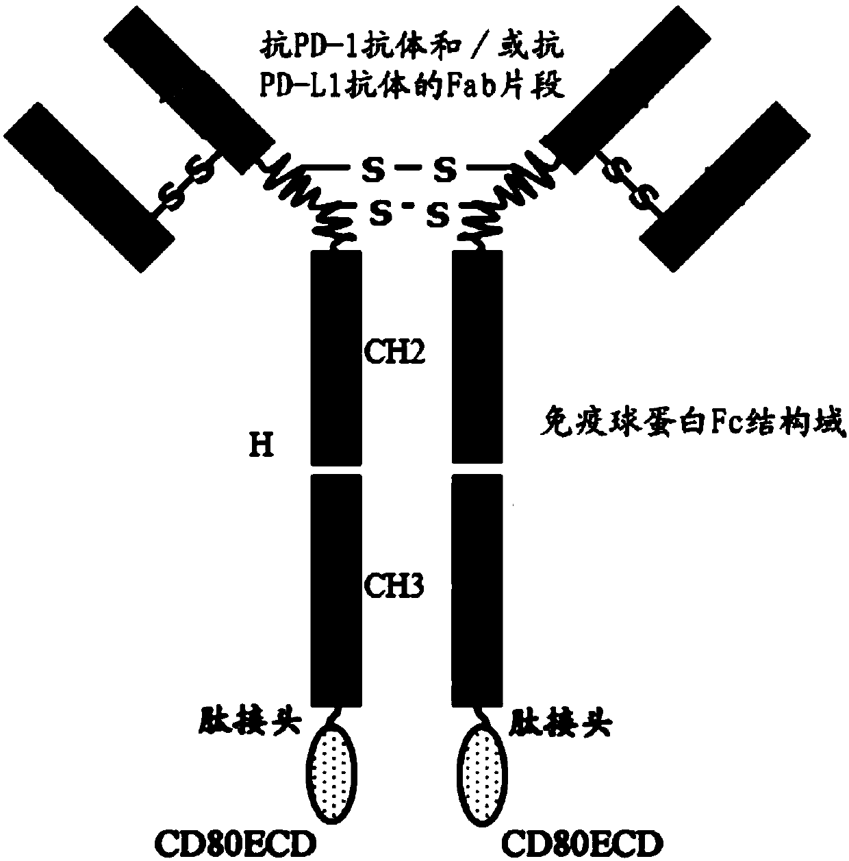 Fusion protein capable of blocking PD-1/PD-L1 signaling conduction pathway and activating T cells and use thereof