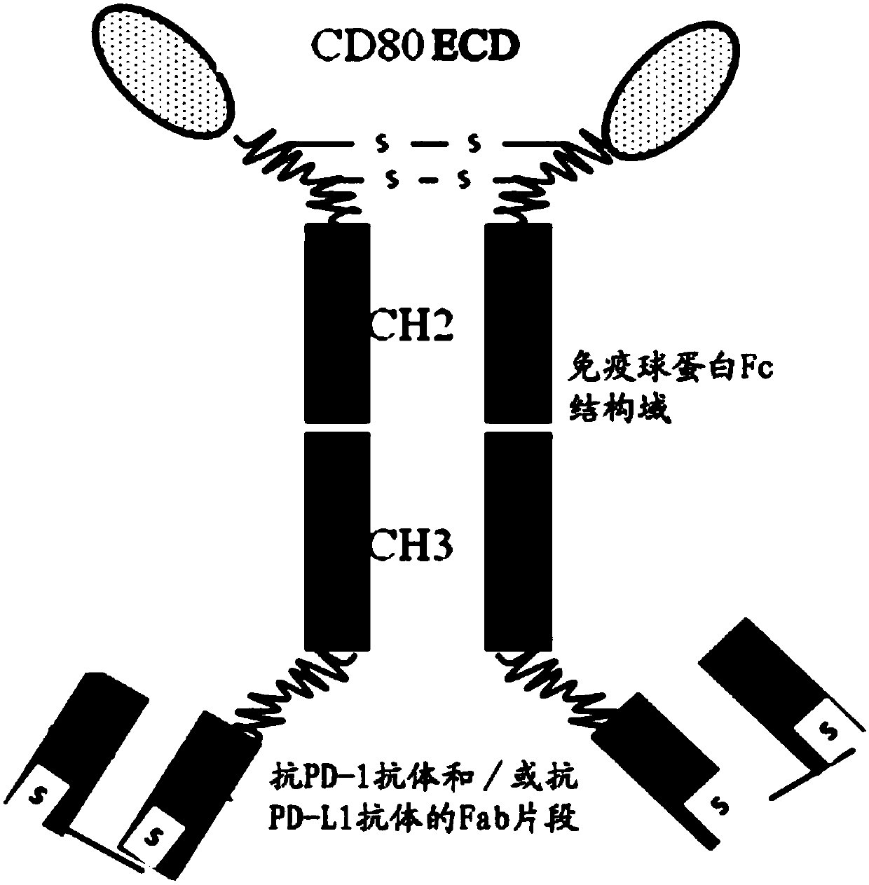 Fusion protein capable of blocking PD-1/PD-L1 signaling conduction pathway and activating T cells and use thereof