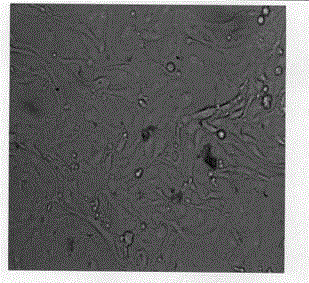 Immortalized quality-control cell bank for chromosome karyotype analysis and construction method thereof