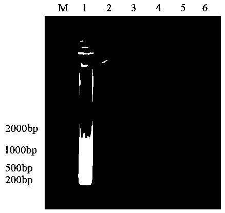 Kit for rapidly detecting peach bacterial shot-hole disease in fields and application thereof