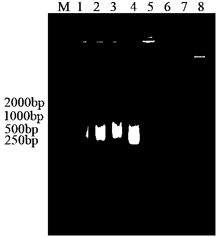 Kit for rapidly detecting peach bacterial shot-hole disease in fields and application thereof