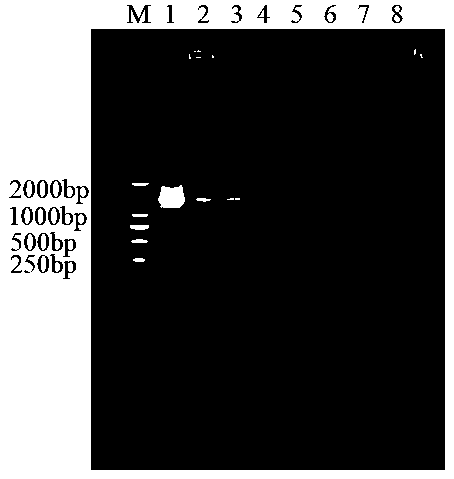 Kit for rapidly detecting peach bacterial shot-hole disease in fields and application thereof