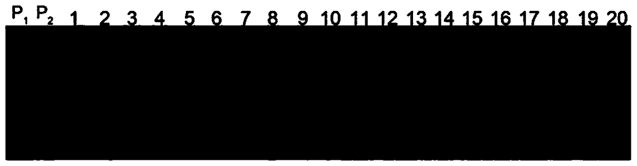 The ssr primer set and method for the purity identification of pepper variety Huifeng No. 2 seeds