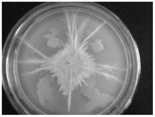 A peanut rhizosphere Bacillus amyloliquefaciens and its application