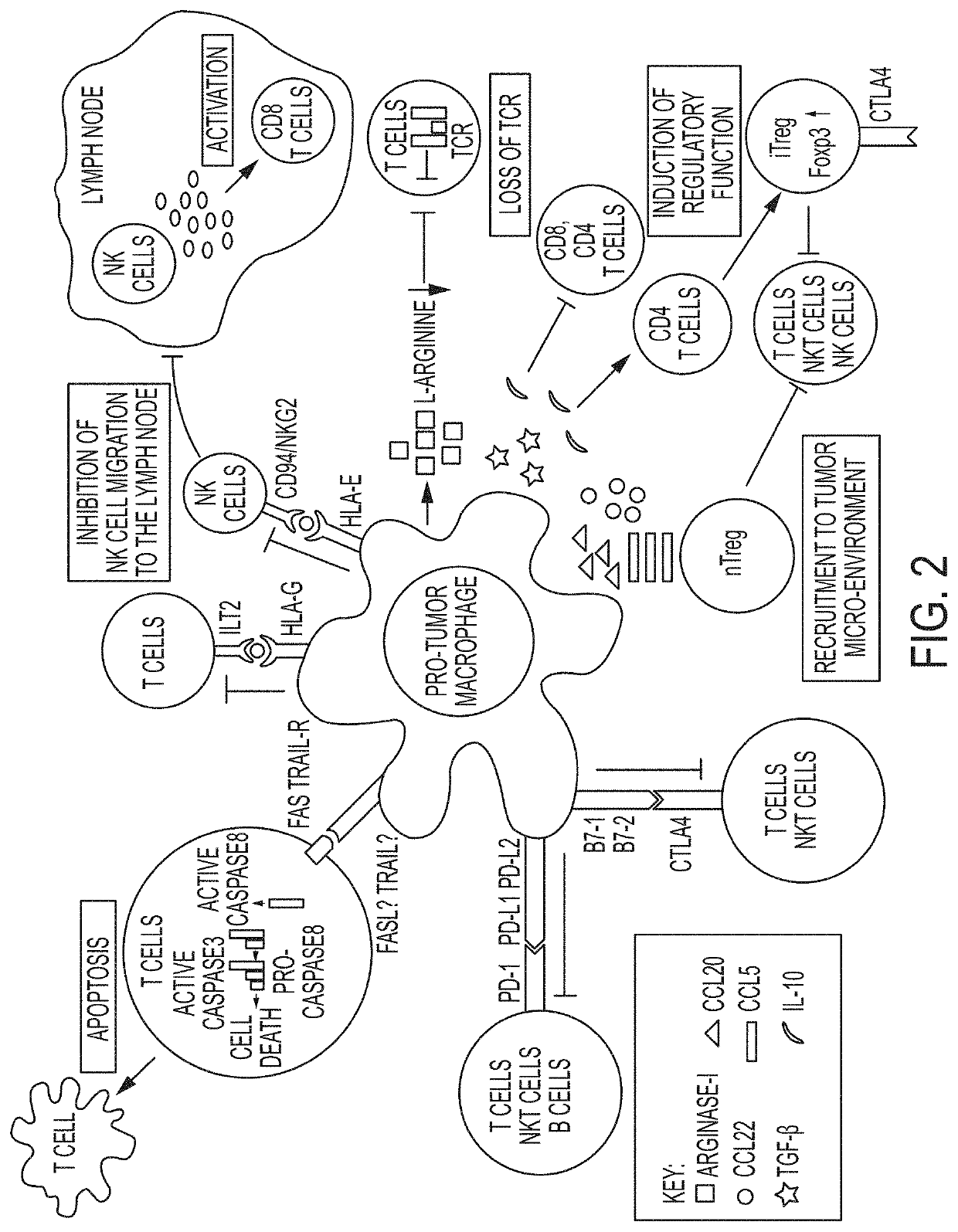 Combination therapies using immuno-dash inhibitors and pge2 antagonists